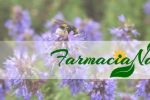 Farmacia Natura: haul shop online