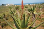 Prodotti con Aloe Vera: ecco Aloe VonDerWeid