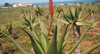 Prodotti con Aloe Vera: ecco Aloe VonDerWeid